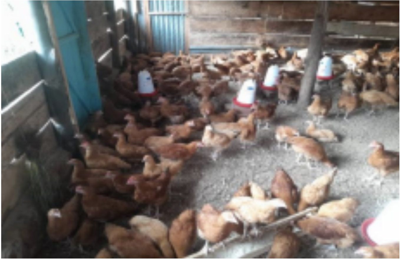 Poultry Project,