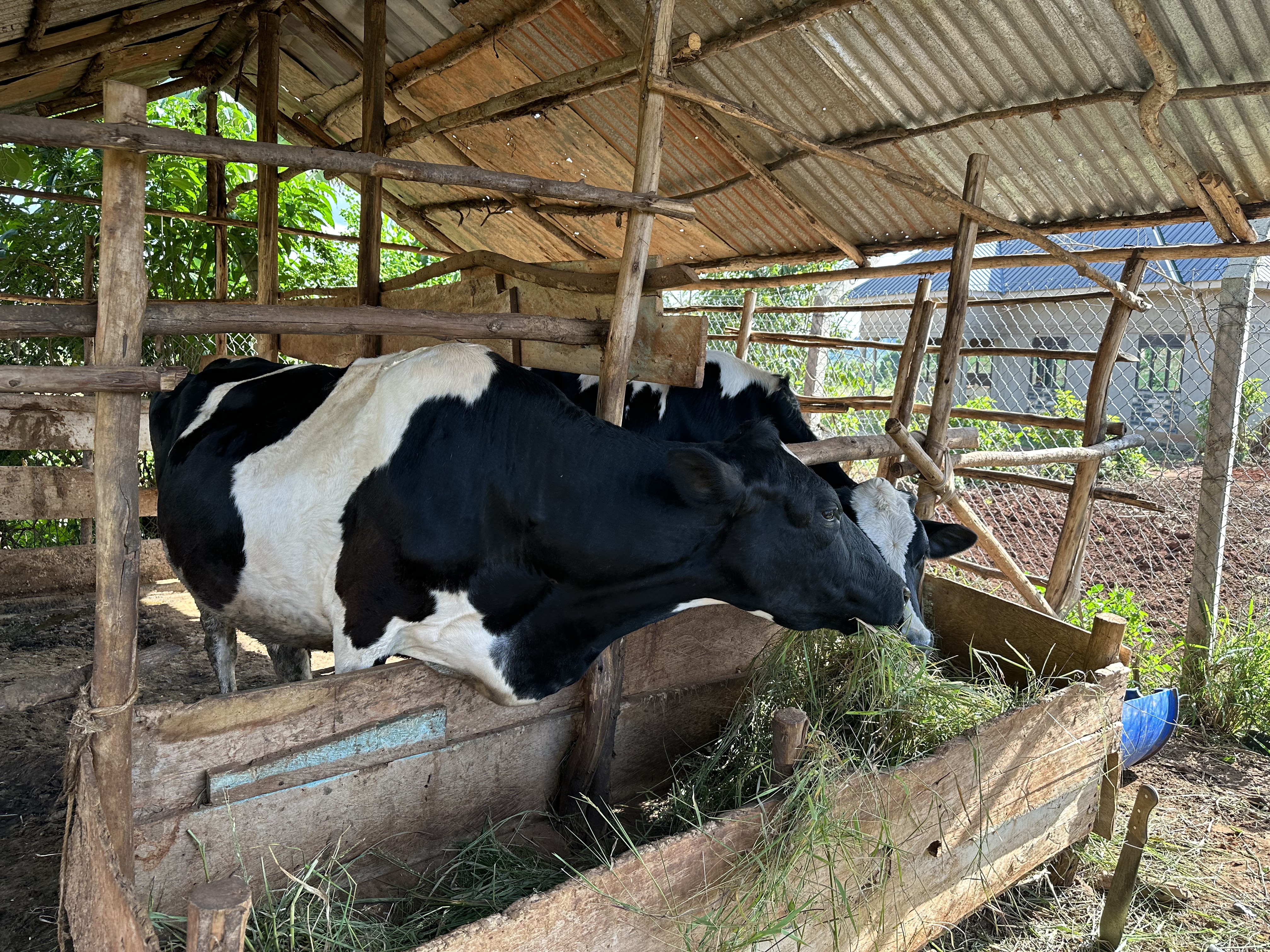 Cow Dairy Project